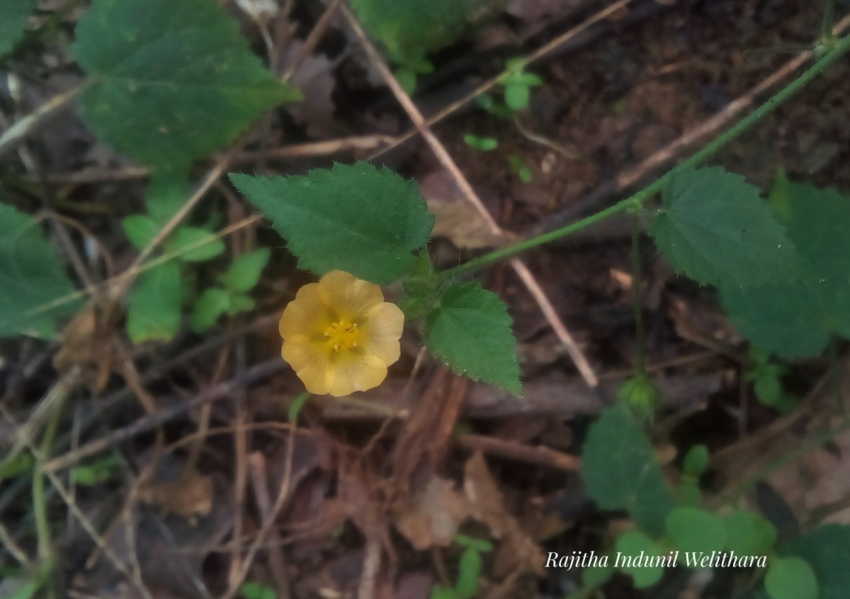 Sida cordata (Burm.f.) Borss.Waalk.